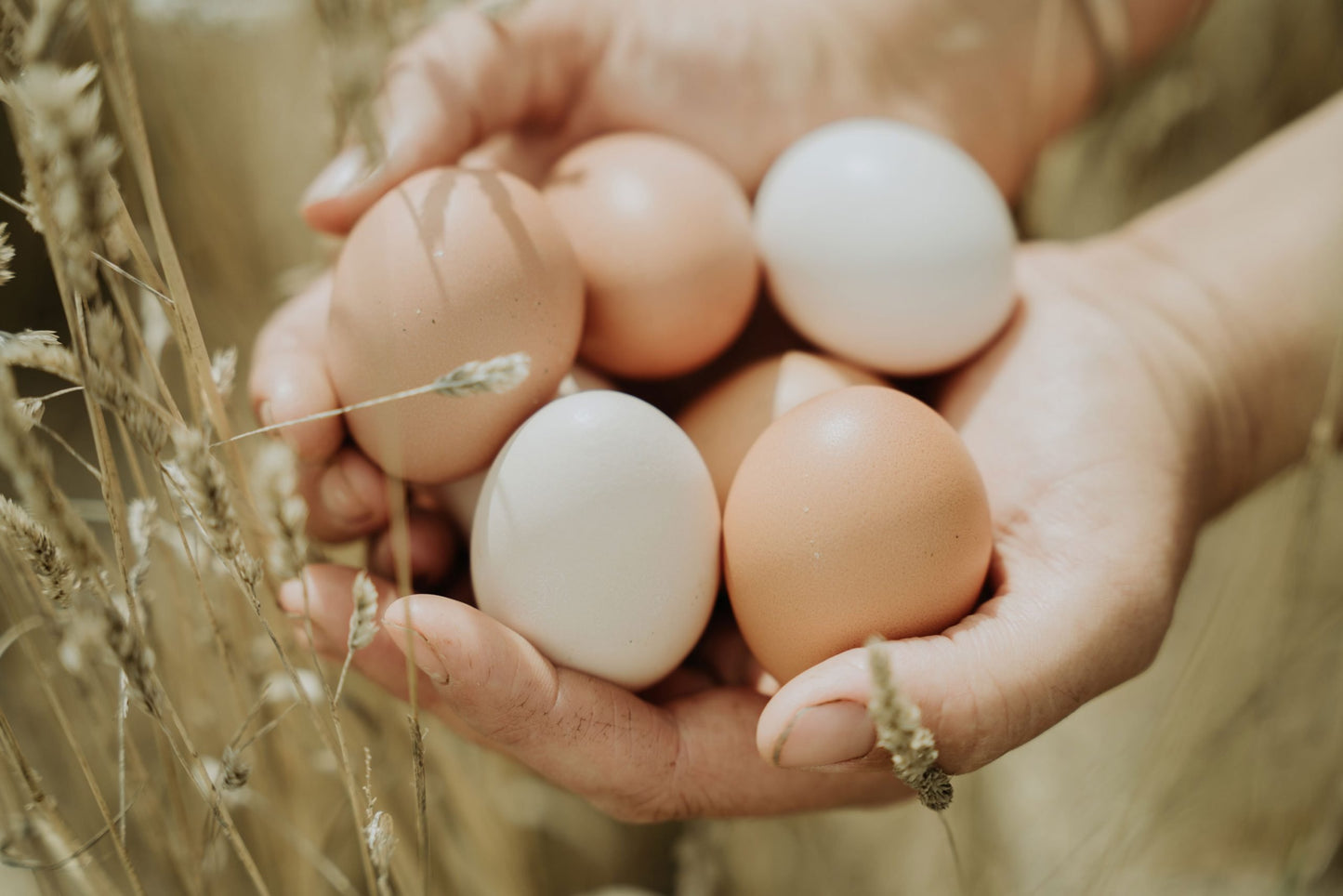 Madelaines - Eggs 800g